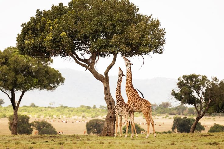 10-Day Luxury Game Drive and Diani Beach